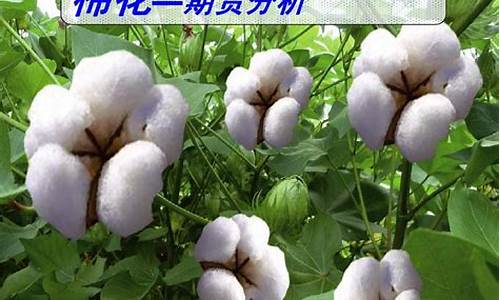 棉花期货在线直播(棉花期货app)_https://www.qldgs.com_原油期货_第1张