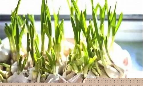 期货里为什么没有大蒜行情(大蒜有期货交易吗)_https://www.qldgs.com_原油期货_第1张