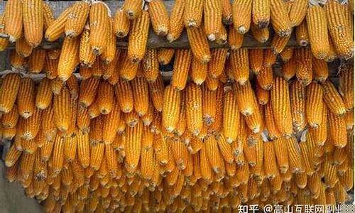 玉米最新消息期货行情分析(玉米价格最新期货行情)_https://www.qldgs.com_原油期货_第1张