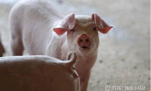 防城港生猪期货价格行情(防城港的猪价最新价)_https://www.qldgs.com_原油期货_第1张