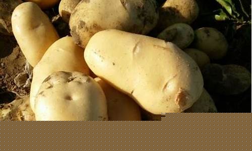 新疆土豆期货行情最新消息(新疆土豆基地在哪里)_https://www.qldgs.com_国际期货_第1张
