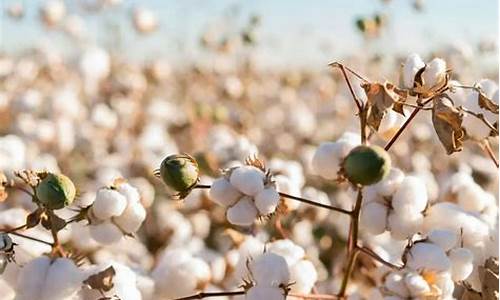 济南棉花期货交易用什么软件(济南棉花批发市场在哪里有)_https://www.qldgs.com_原油期货_第1张