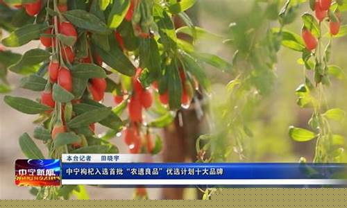 中宁枸杞期货交易推测网(中宁枸杞国际交易市场)_https://www.qldgs.com_期货_第1张