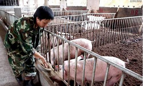 明年猪价预测会怎么样(明年猪价会好吗)_https://www.qldgs.com_恒指期货_第1张