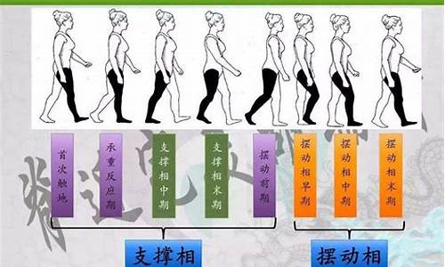 步行周期解释(步行周期的划分)_https://www.qldgs.com_黄金期货_第1张