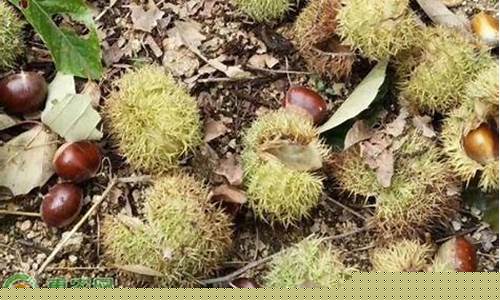 板栗粉多少钱一斤(板栗面粉多少钱一斤)_https://www.qldgs.com_原油期货_第1张